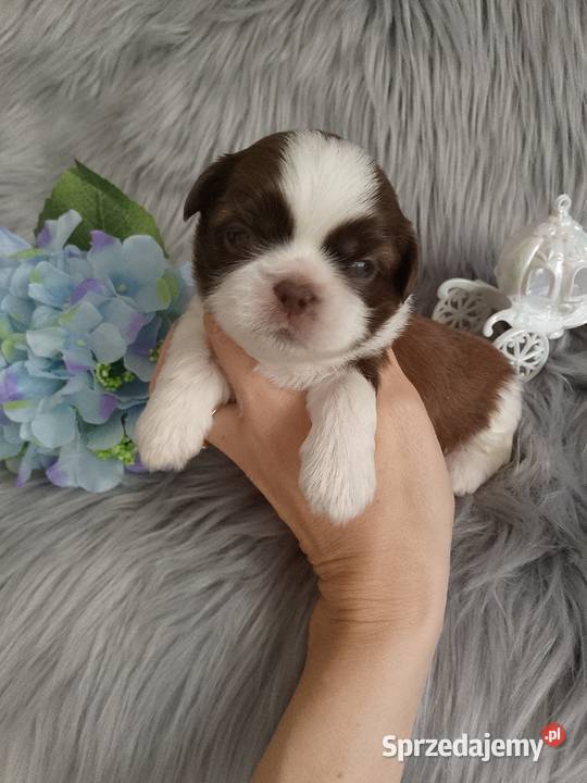 Śliczny biało czekoladowy piesek rasy ShihTzu Kępno