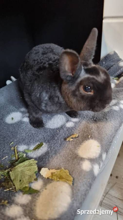 Królik Karzelek Mini Rex trójbarwny Katowice