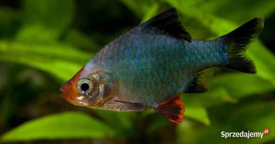 Brzanka sumatrzańska zielona Brzanka mszysta pomorskie Gdańsk sprzedam