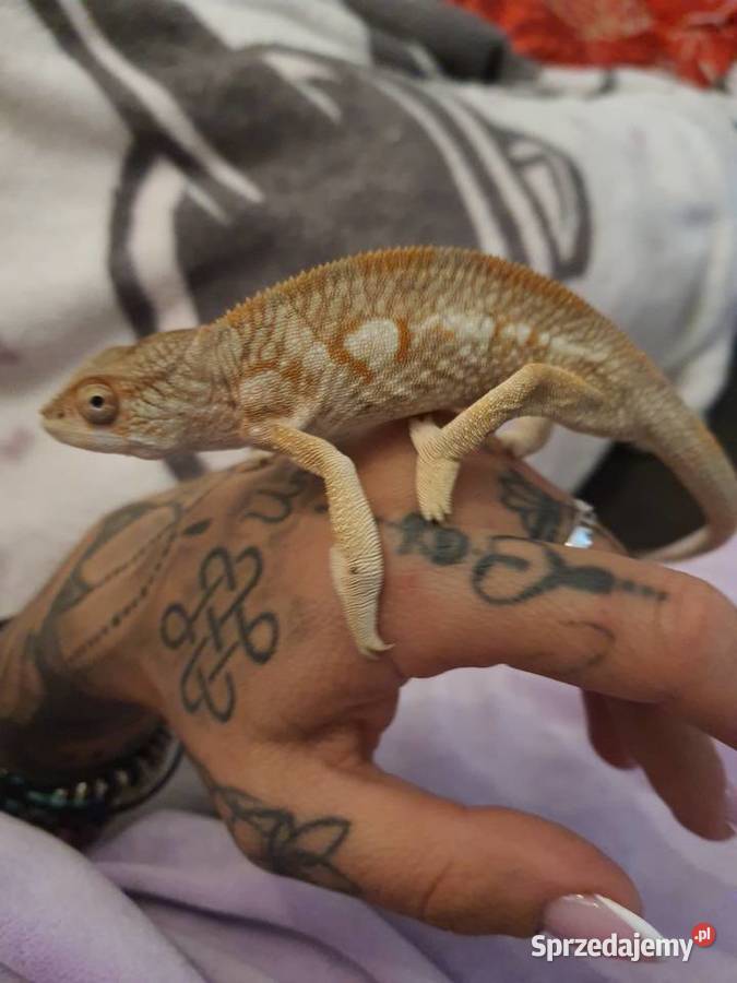 Kameleon lamparci samiczka Koszalin