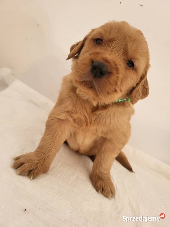 Chłopaki Golden retriever ciemno złote maluszki Poręba