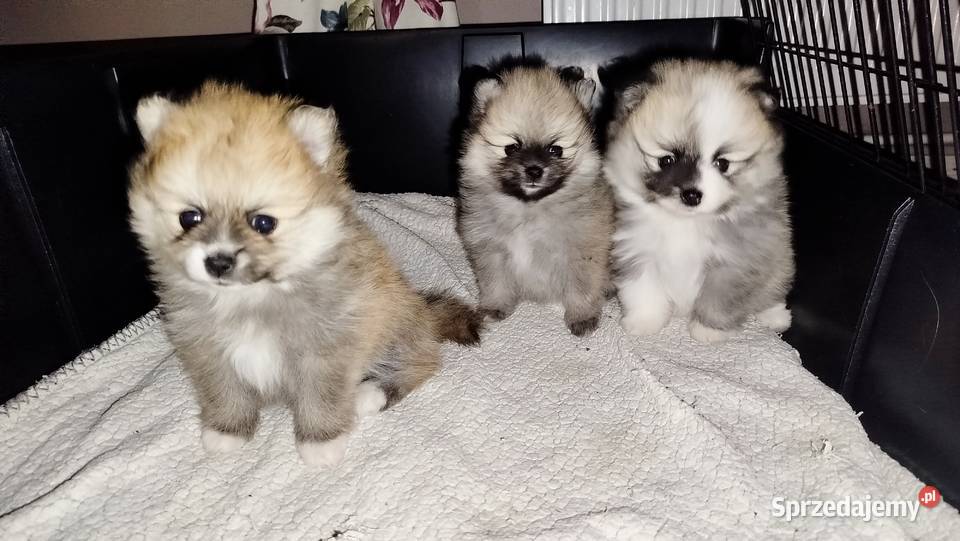 Szpic miniaturowy Psy kujawsko-pomorskie Bydgoszcz