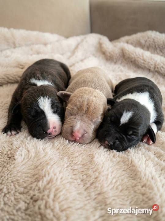 Zapraszamy do rezerwacji pięknych szczeniaków Kępno