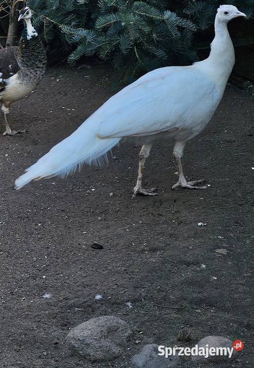 Kaczki karolinkipara aleksandreta samica paw Ptaki Leszno