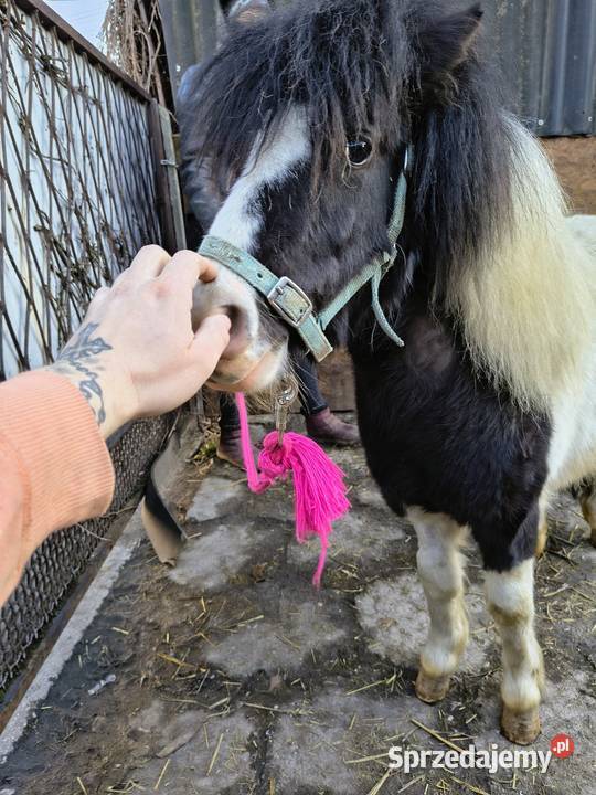 Sprzedam kucyka Gierałtowice