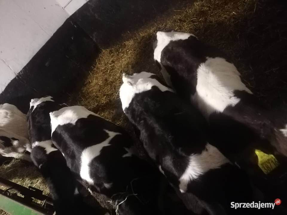 Cieleta jalowki 5 sztuk sprzedam