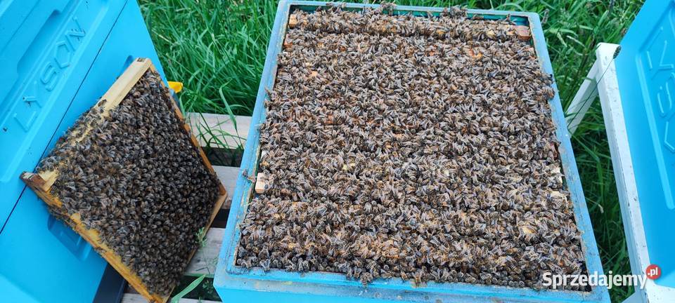 ROJE SILNE ODKŁADY PSZCZELE MAJ 2025 RODZINY Bielsko-Biała