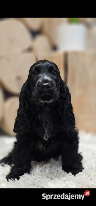Cocker Spaniel Angielski opolskie sprzedam