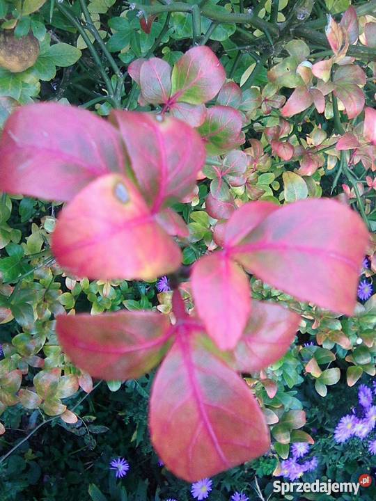 Pomarańcza trójlistkowa Poncirus sadzonka P9 wielkopolskie Gostyń