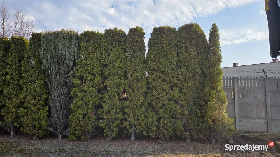 Tuja szmaragd duża ok 3 M Kielce