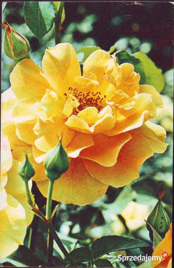 Kart Pocztowe Róże 2 Gliwice