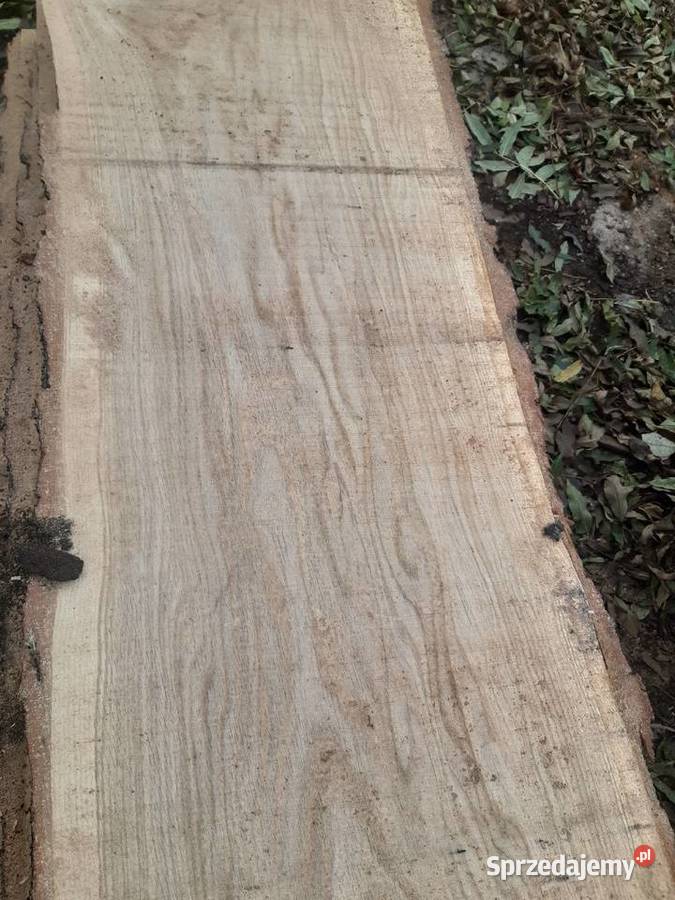 TARCICA DĘBOWA SUSZONA Dąbrowa