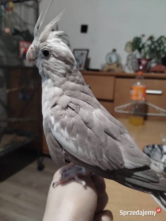 Nimfa oswojona samica Cieszyn