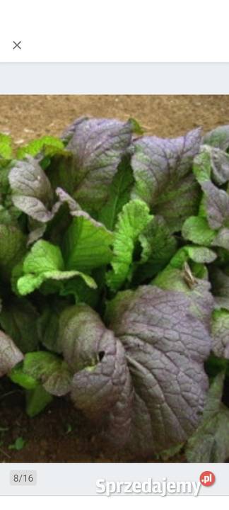 Rosja Dynia bezłupinowa nasiona kolekcjonerskie Dom i Ogród Kraków sprzedam