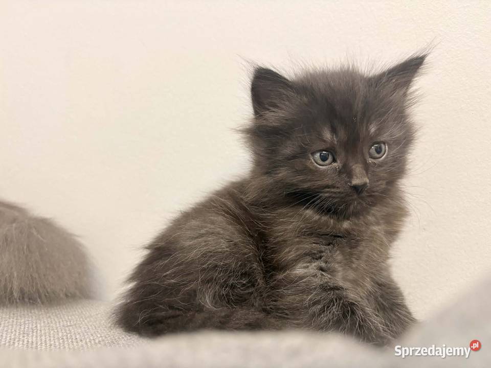 Kot Knurów sprzedam