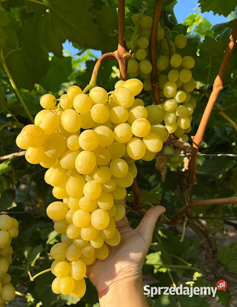 Dorosła sadzonka Solaris na wino i soki Sadzonka Ogród Łazy Brzyńskie