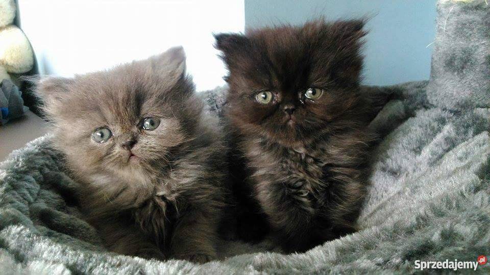 Kotek Perski Niebieski Stalowa Wola