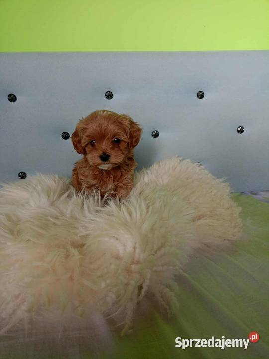 Maltipoo F1b Miechów