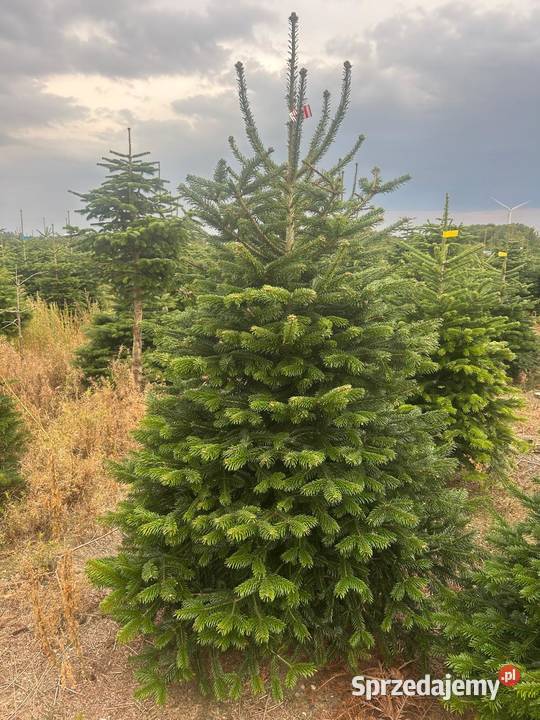 Hurtownia Choinek i stojaków Jodła Kaukaska Olsztyn
