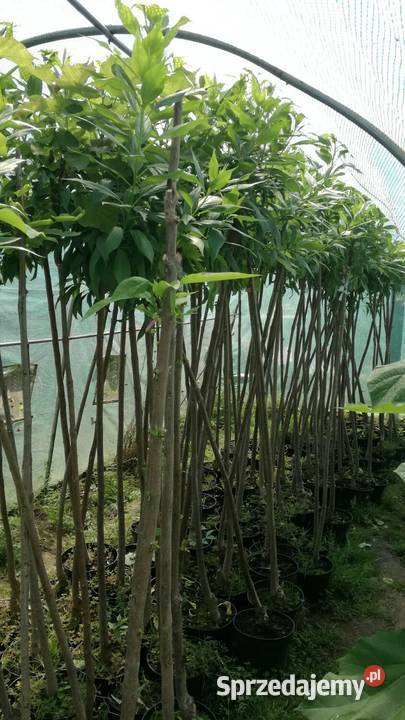 Chitala taszkinecka katalpa szczeiona na pniu w Puławy