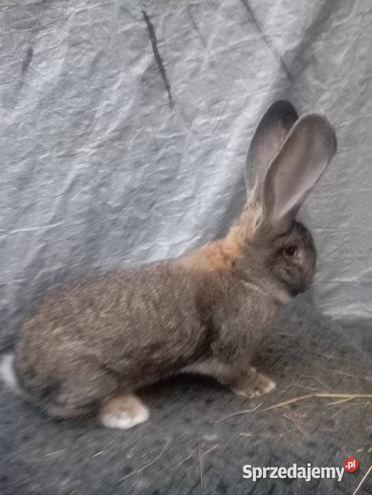 Sprzedam samca olbrzymia belgijskiego szarego z lubelskie Izbica-Wieś