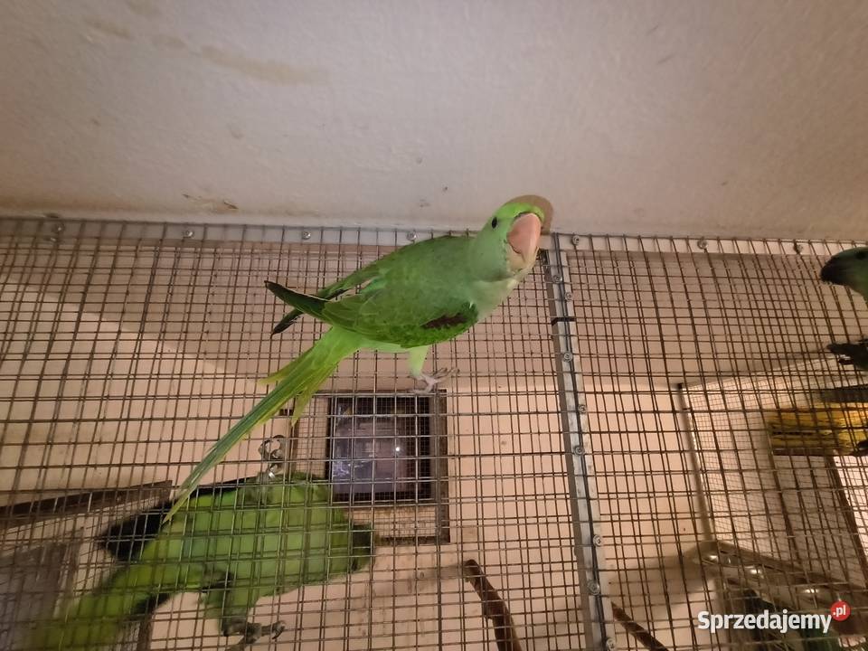 Amazonki Zębowice sprzedam