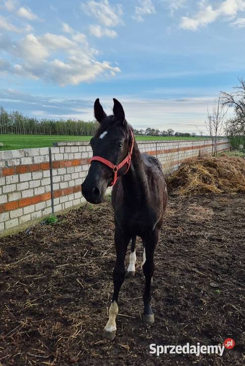 Kary ogier odsadek na sprzedaż Rokutów