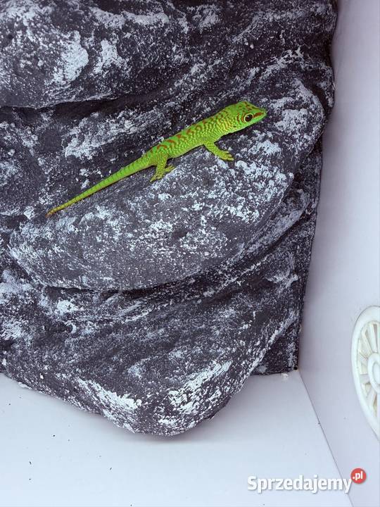 Felsuma madagaskarska felsumy madagaskarskie Tczew