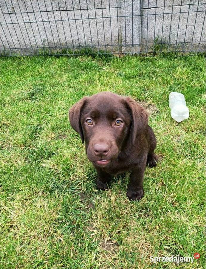 Suczka labradora Piątek