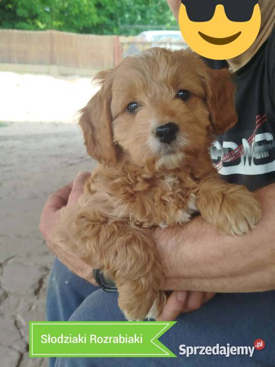 Goldendoodle F1B hybryda Rzeszów