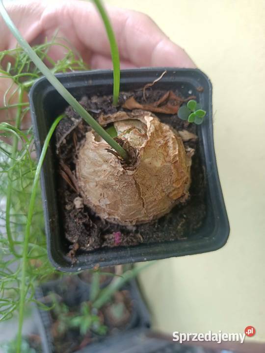 Bowiea volubilis Cebula pnąca Rośliny lubuskie