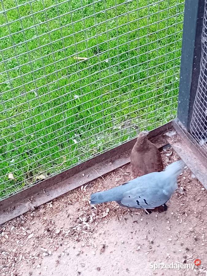 Śińiaczek plamisty para dorosła Ptaki Siedlce