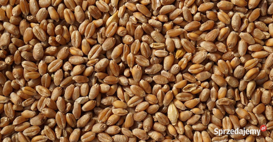 Pszenżyto ozime 2025