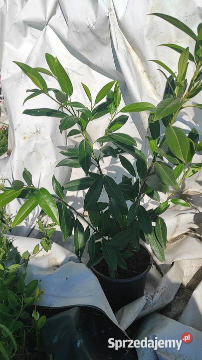 Laurowiśnia 70 Różne odmiany Radymno