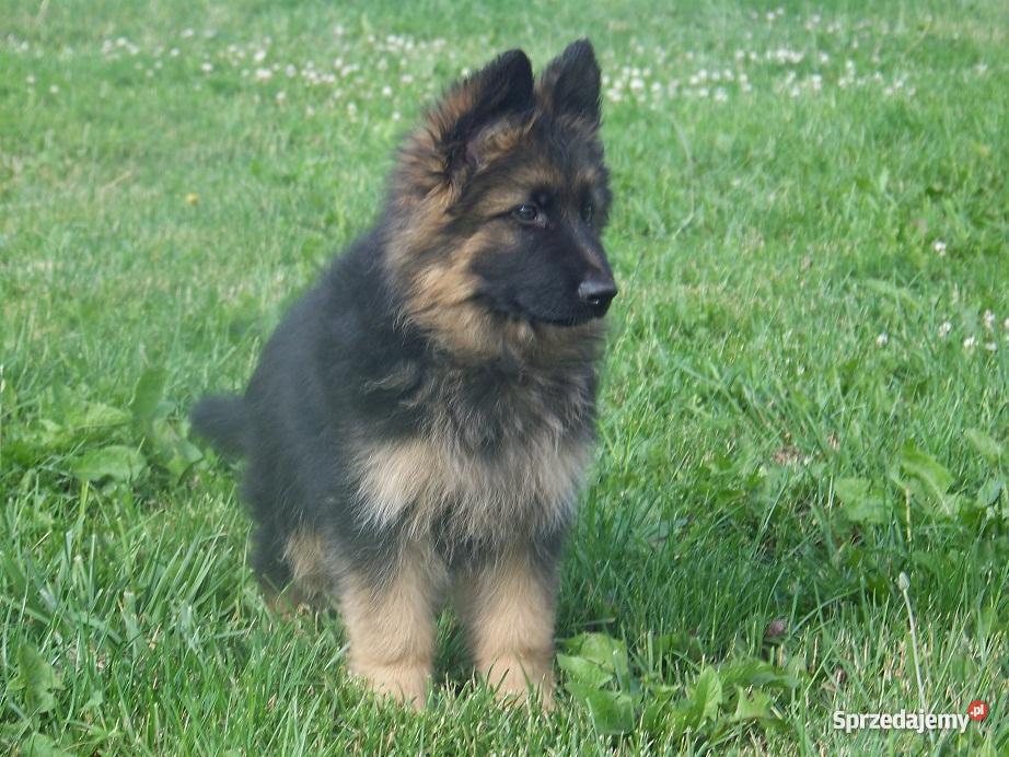 Owczarek Niemiecki Długowłosy szczenieta imbredo Michorzewko