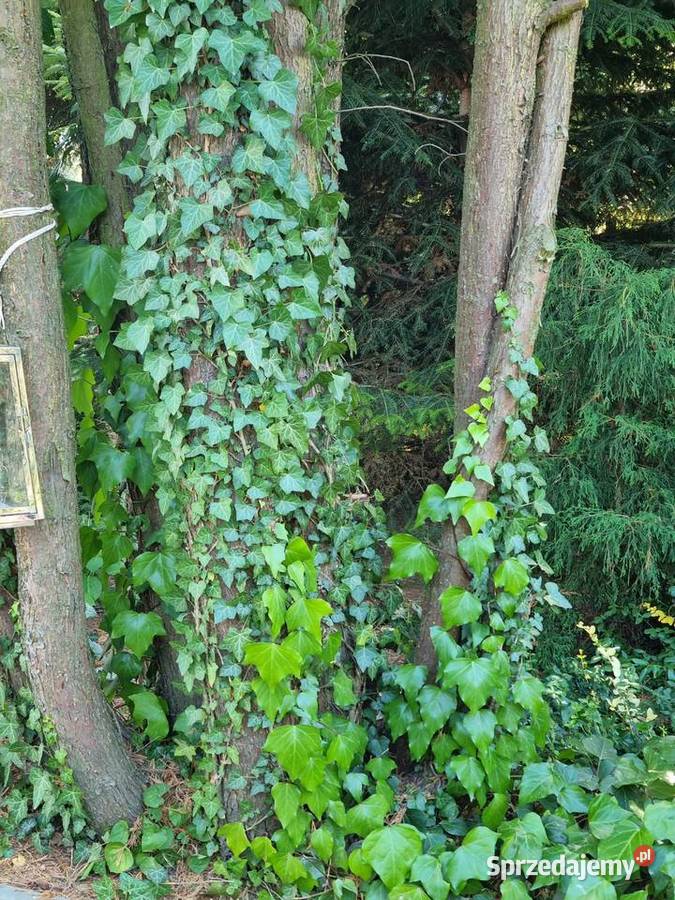 Bluszcz pospolity Hedera Helix zimozielony Duże Ogród Lublin sprzedam