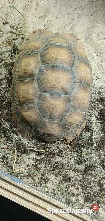 Żółw Pustynny Samica śląskie Wojkowice sprzedam