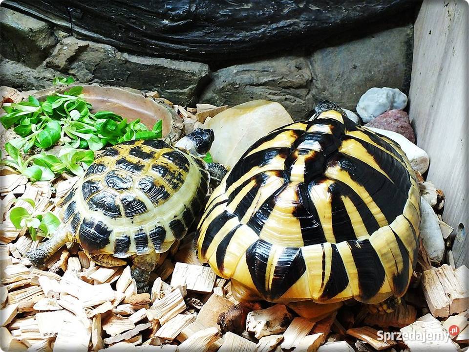 Duże Terrarium z szafką 2 Żółwie Grecki i Lubsko