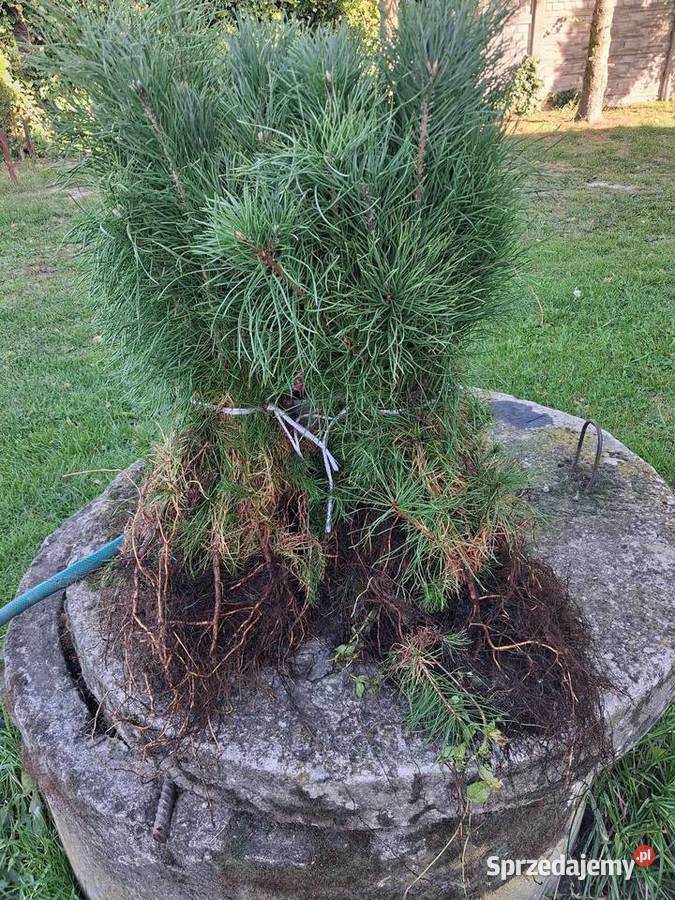 Sosna pospolita zwyczajna sadzonki 2letnie 2535