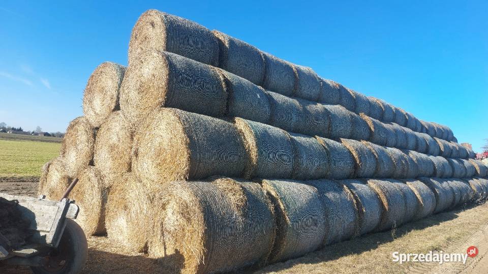 Słoma 130 Stara Kornica