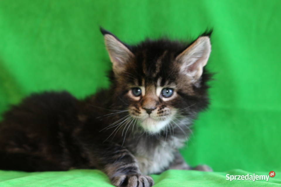 Kociaczki  maine coon z prawdziwym rodowodem.