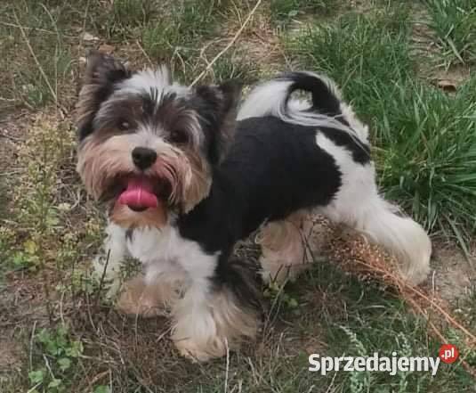York Piękna suczka Cleo 3 szczepieniach Hodowla Namysłów sprzedam
