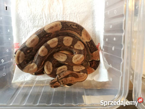 Sprzedam zamienię boa dusiciela na innego węża sprzedam