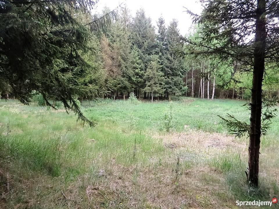 Działka wśród lasów Gostynin sprzedam