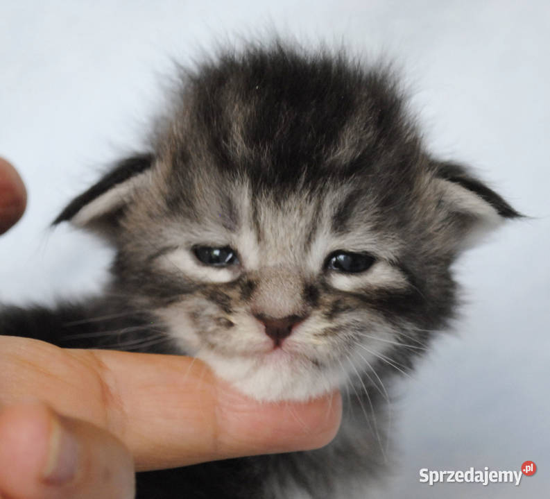 Kociaczki maine coon z prawdziwym rodowodem dolnośląskie Brzezia Łąka sprzedam