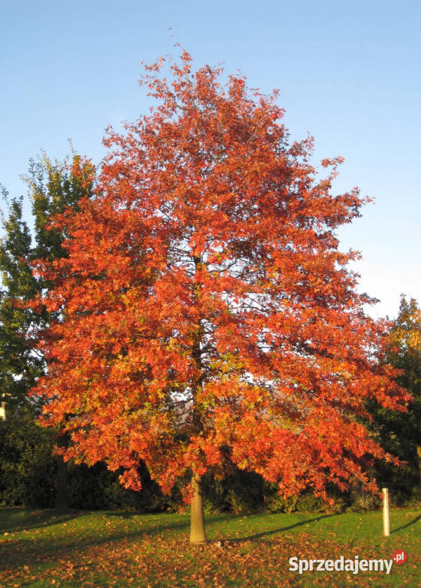 DĄB BŁOTNY Quercus palustris NASIONA 80 sztuk Lubanie