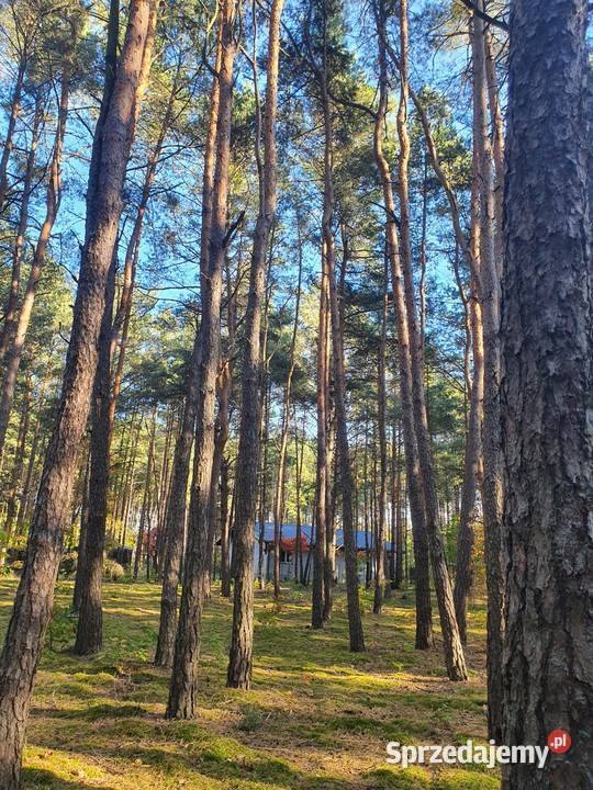 Działka leśna 5600m 90 Warszawy Kostrzyn