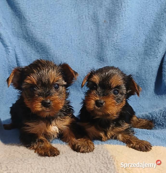 yorkshire terrier suczka samiec mini czarno Rzeszów