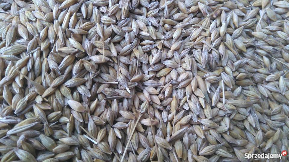 Jęczmień jary Kucyk