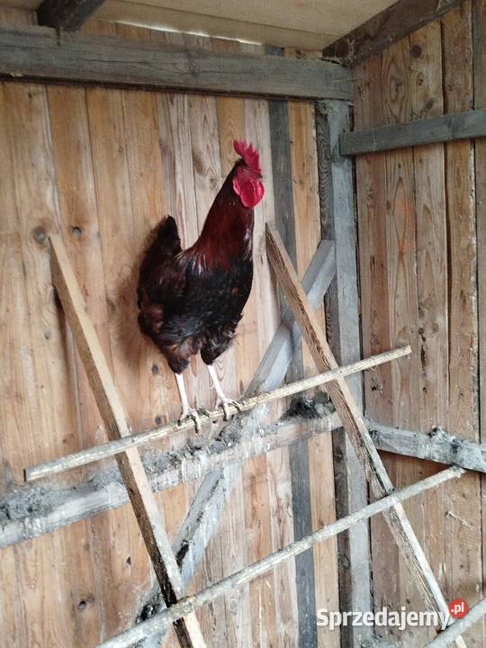 Kogut koguty Choszczówka Dębska